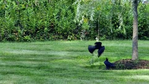 Crows playing by swinging from a willow branch