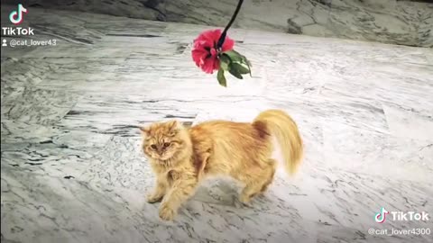 Cat play with flowers so sweet funny