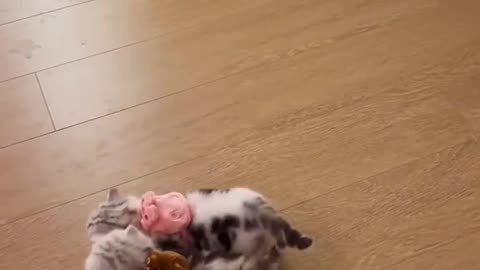 Adorable Feline Frenzy