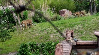 Disney Animal Kingdom