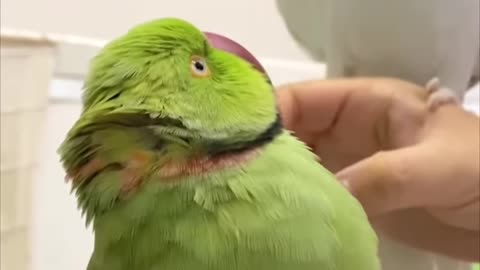 Jealous Parrot Doesn’t Like That Another Parrot Is Getting All the Scritches