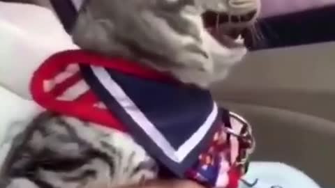 OMG Cat Laughing