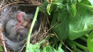 Newborn Baby Birds