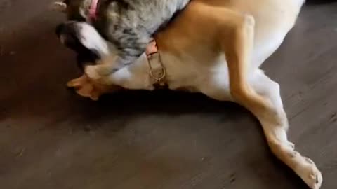 A cat loves a dog