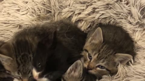 Seventh Kitten Has Perfect Timing