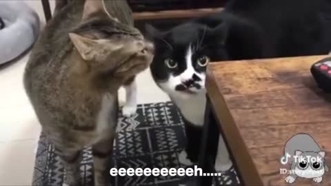 Look how these cat's talk it's cool