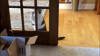 Oblivious Kitty Begs for Entry