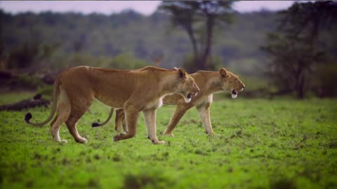 Animals of Asia 4K - Scenic Wildlife Film With Calming