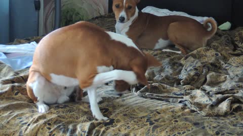 Basenji grooming himself like a cat