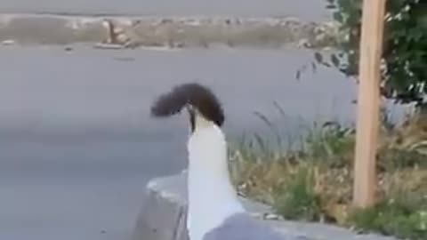 Squirrel gobbled up by Seagull 😱🐿️
