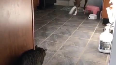 Cat and dog watch the end