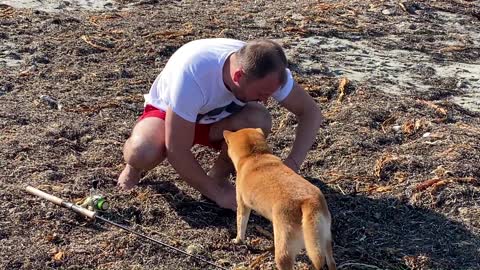 Shiba Inu likes fishing