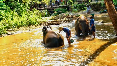 Adorable little elephants enjoy bath in Thai river