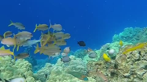 underwater#blueplanet#fish