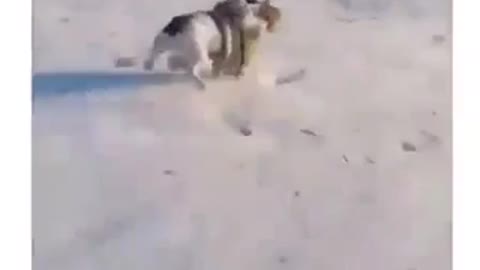 DOG CHALLENGES SLEDDER TO RACE !?!