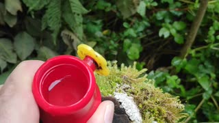 Hand Feeding Hummingbirds