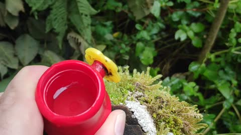 Hand Feeding Hummingbirds