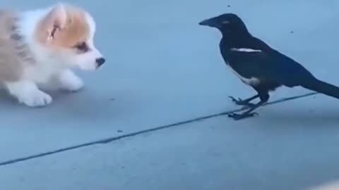 A pup playing around with a bird