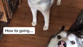Howling Huskies Make Some Noise