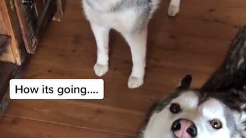 Howling Huskies Make Some Noise