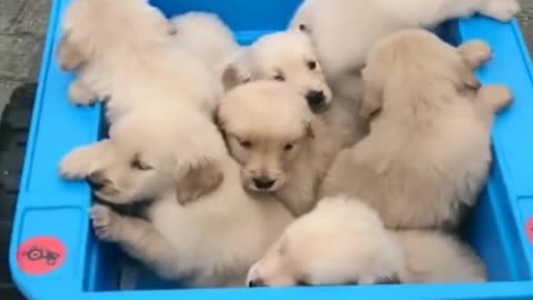 30 minutes of the Cutest and Funniest Puppies and Dogs! April 2022 #1