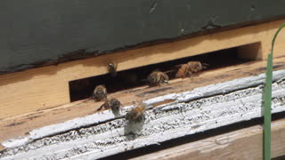 Grider Bee video