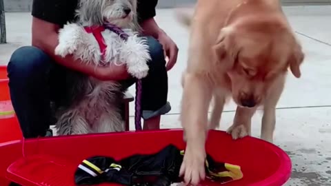 Funny Dog troubling the owner