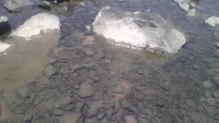 Filming between the rocks of the sea, it's shallow, it's dangerous and slippery [Nature & Animals]