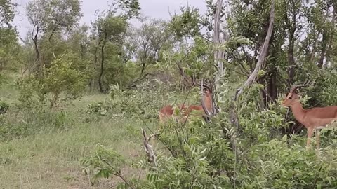 Impala rams fighting