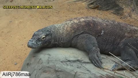 Try Not To Laugh At This Ultimate Komodo Dragon Video Compilation