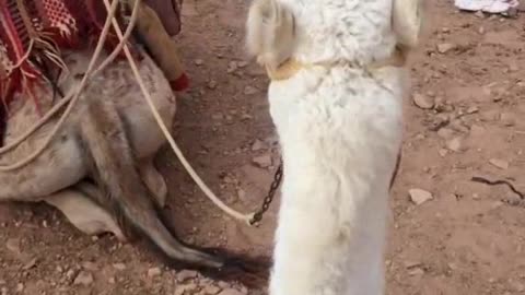 Adorable Group Of Camels In Desert