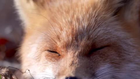 Sleepy foxxy !!!🦊❤️