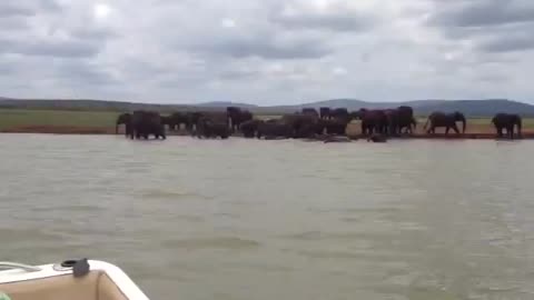 Herd of elephants playing in the water, beautiful images