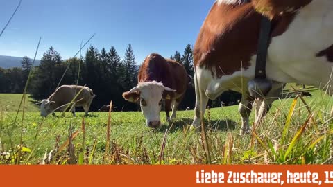 15.04.22 20:00 Uhr Direktübertragung! DC zum Osterwochenende