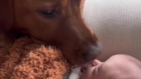 Cute moments new born baby and puppy 😍😍😍