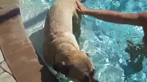 Mastiff dog is not sure about swimming !