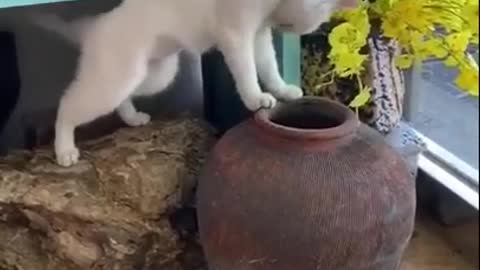 Videos of cool and funny cats
