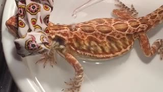 Bearded Dragon Enjoys Relaxing Day At The Spa