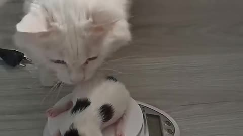 Cat Mom Carries Her Kitten Back and caring her baby