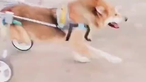 Wheelchair for a paralyzed dog, look at the smile ❤️