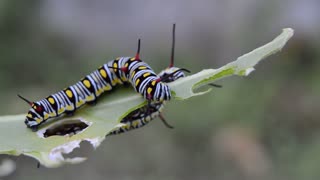 Caterpillar, beautiful insect . Wildlife