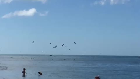Pelicans in a big group diving for fish
