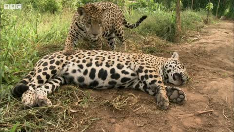 Jaguar Orphan Fights Mystery Illness | Jaguars Born Free | BBC Earth