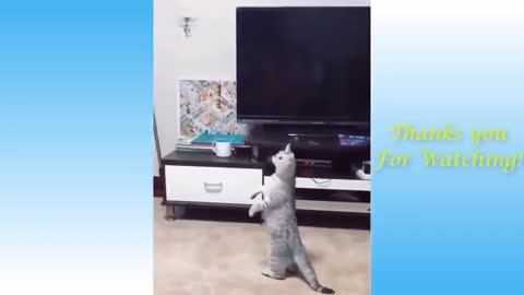 😾 cães e gatos engraçados, gatos engraçados e ,cães e gatos travessos,cães e gatos fofos vídeo top10