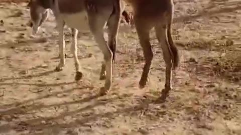 Donkey meeting video 2023 #tranding trandingshort #viral
