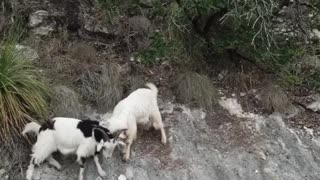 Two Wild Goats Fighting!