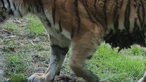 Tiger crying after wife death