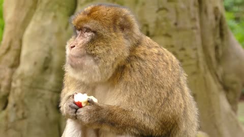 Cute monkey eat apple funny