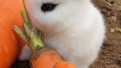 Cute baby pet. Eat carrot 🥕 prettily.