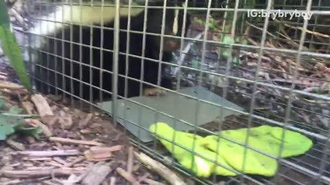 Man scared of skunk in cage outside